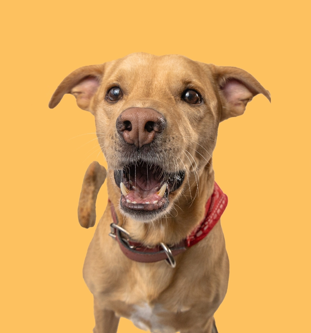 Mascota con humano - Fotografía profesional